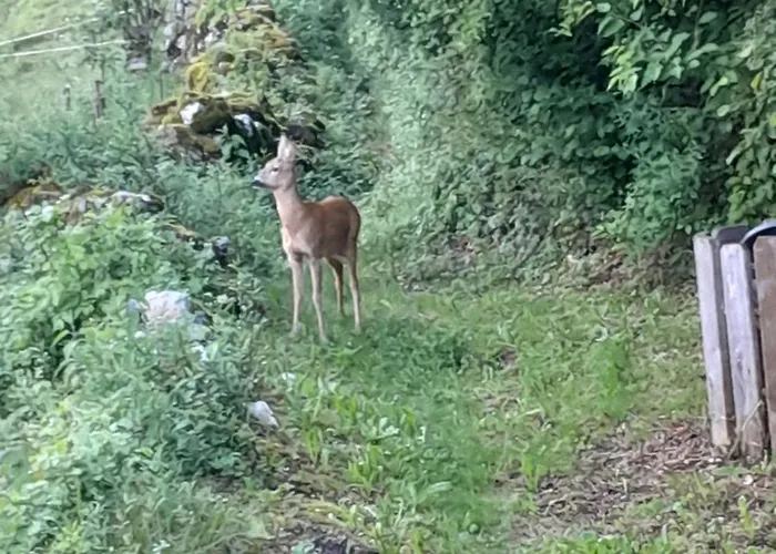 Dominika Apartman Bohinjska Bela